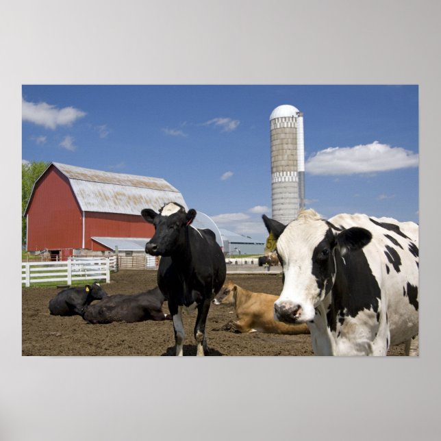 Cows in front of a red barn and silo on a farm poster (Front)