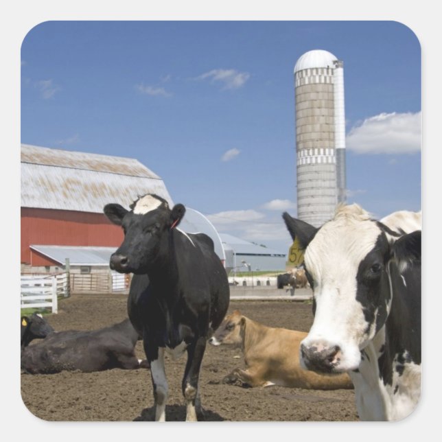 Cows in front of a red barn and silo on a farm square sticker (Front)