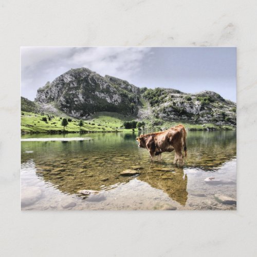 Cows in Lakes of Covadonga Asturias Postcard