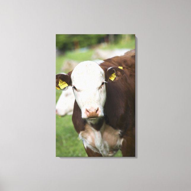 Cows in pasture, close-up canvas print (Front)