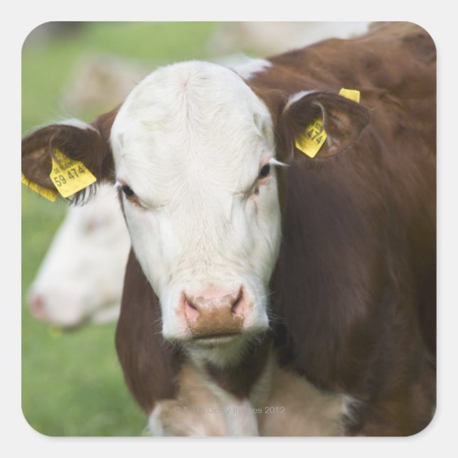 Cows in pasture, close-up square sticker (Front)