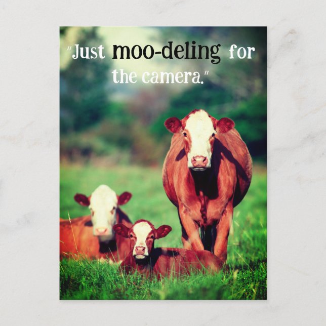 Cows in Pasture Holiday Postcard (Front)