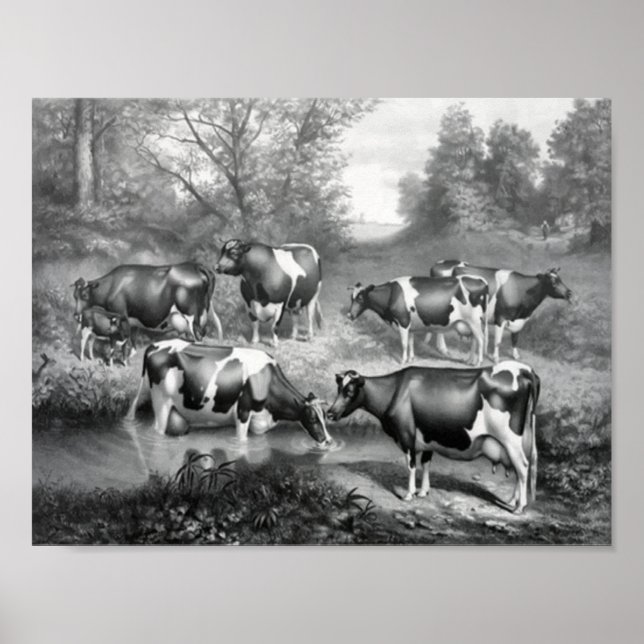 Cows in pasture poster (Front)
