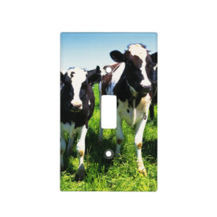 Cows in the field, Betsukai town, Hokkaido Light Switch Cover