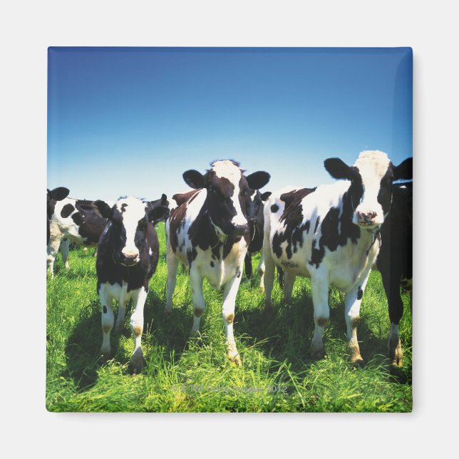 Cows in the field, Betsukai town, Hokkaido Magnet (Front)