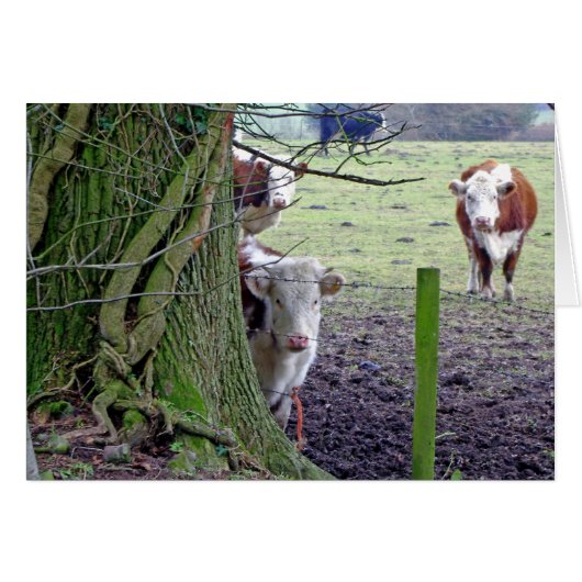 Cows in the field cards (Front Horizontal)