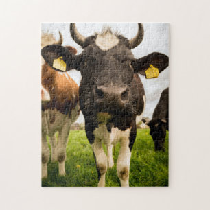 Cows in the Field Jigsaw Puzzle