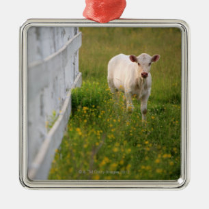 Cows in the field metal ornament