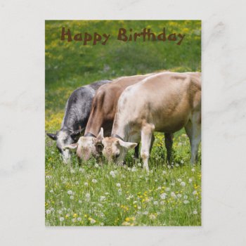 Cows In The Meadow Postcard by Spetenfia at Zazzle