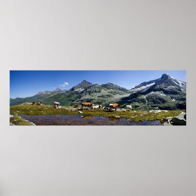 Cows In The Mountains Poster (Front)