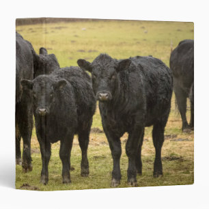 Cows in the rain 3 ring binder
