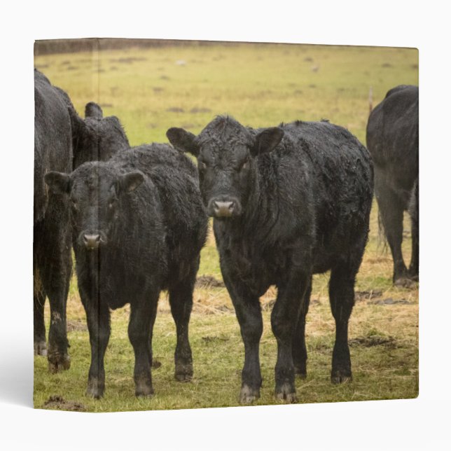 Cows in the rain 3 ring binder (Front/Spine)