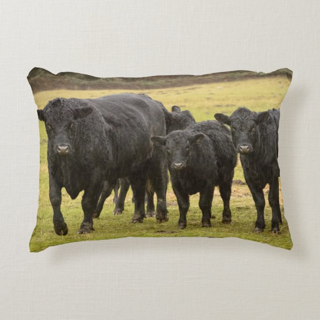 Cows in the rain accent pillow (Front)