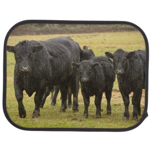 Cows in the rain car mat