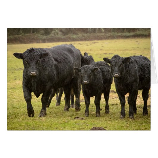 Cows in the rain cards (Front Horizontal)