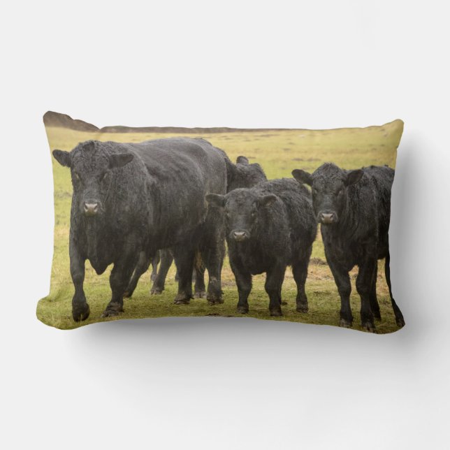 Cows in the rain lumbar pillow (Front)
