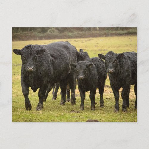 Cows in the rain postcard