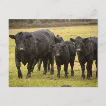 Cows In The Rain Postcard by theworldofanimals at Zazzle