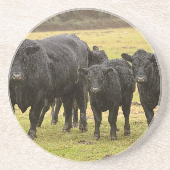 Cows in the rain sandstone coaster (Front)
