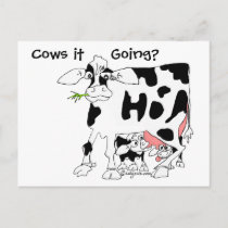 Cows it Going? Postcard