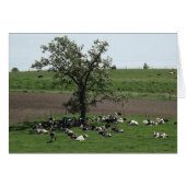 Cows Laying under a Tree on a Sunny Day Photo Card (Front Horizontal)