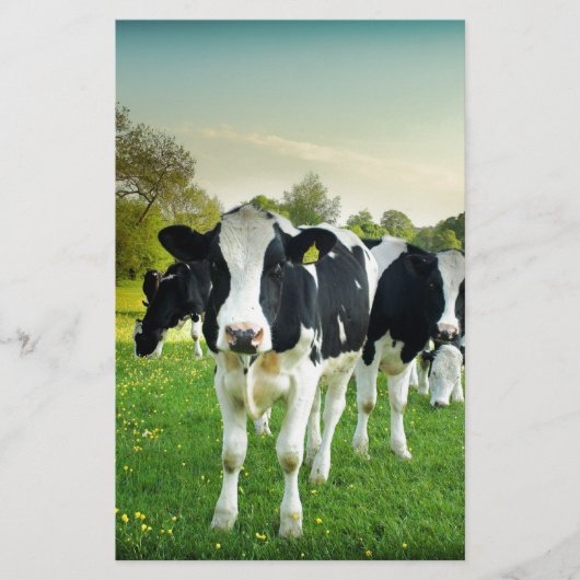 Cows love to stare (Front)