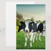 Cows love to stare (Front/Back)