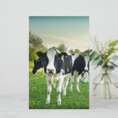 Cows love to stare (Standing Front)