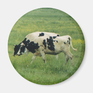 Cows Magnet