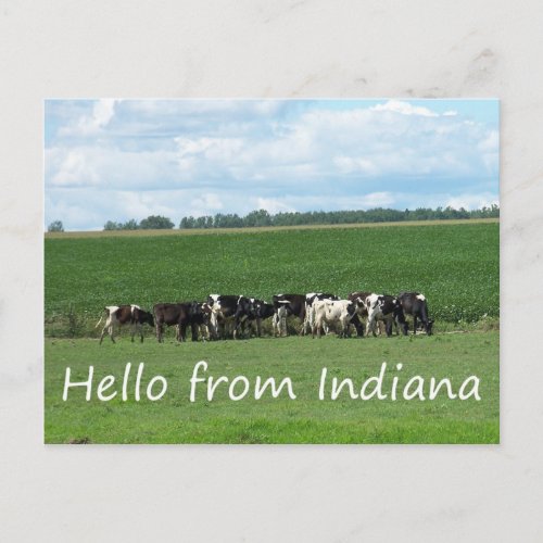 Cows of Indiana Postcard