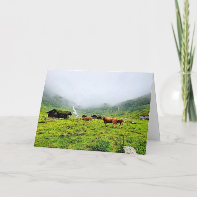 Cows of Norway, Blank Greeting Card (Front)