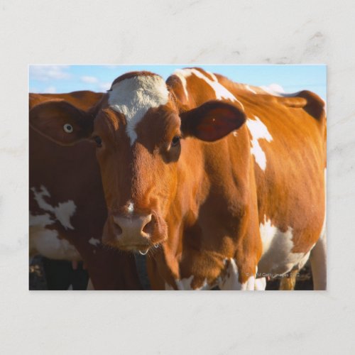 Cows on farm postcard