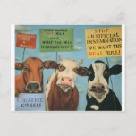 Cows On Strike Postcard at Zazzle