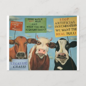 Cows On Strike Postcard by paintingmaniac at Zazzle