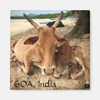 Cows on the Beach in India Magnet