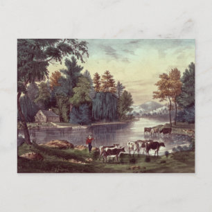 Cows on the Shore of a Lake Postcard