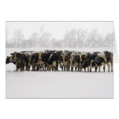 Cows Photo Card (Front Horizontal)