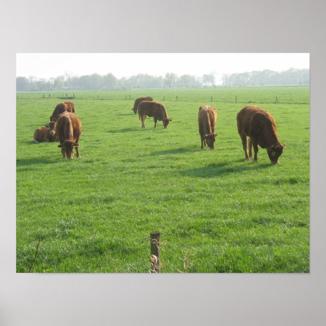 Cows Photo Poster Print (Front)