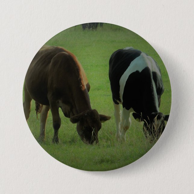 Cows photo Round Badge Pinback Button (Front)