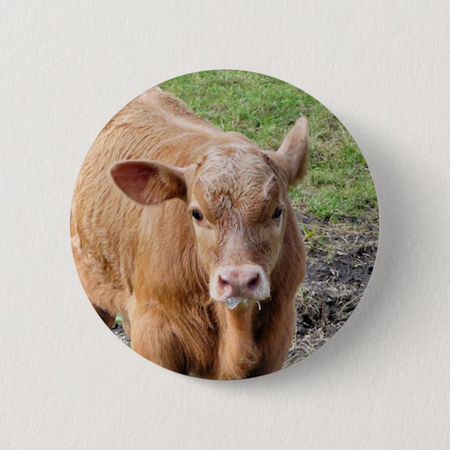 COWS PINBACK BUTTON (Front)