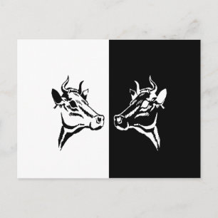 Cows Postcard