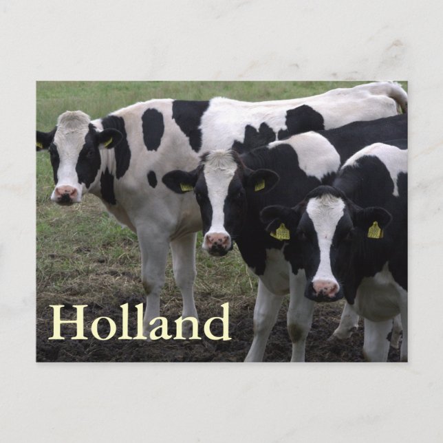 Cows Postcard (Front)