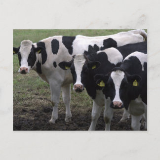 cows postcard