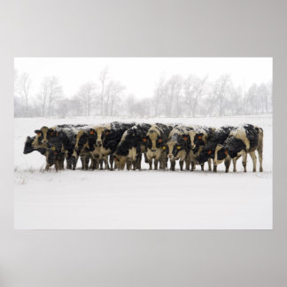 cows poster