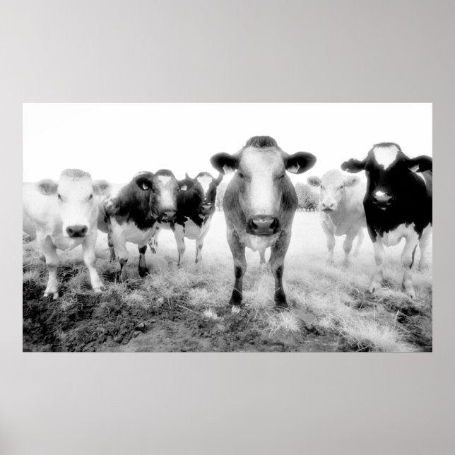 Cows Poster (Front)