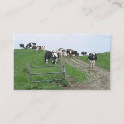 Cows Small Photo Business Cards