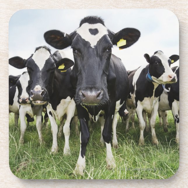 Cows standing in a row looking at camera beverage coaster (Front)