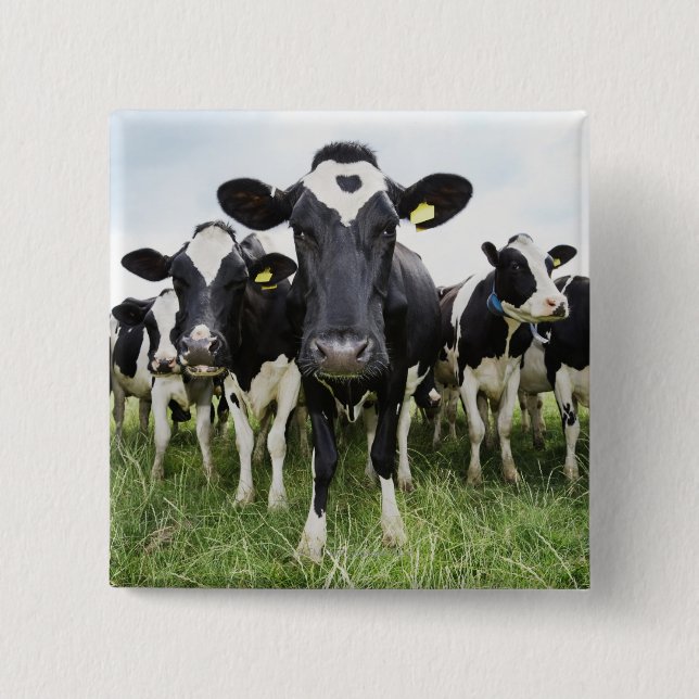 Cows standing in a row looking at camera button (Front)