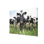 Cows standing in a row looking at camera poster | Zazzle