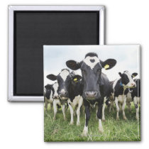 Cows standing in a row looking at camera magnet